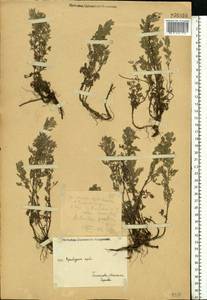 Artemisia pontica L., Eastern Europe, Eastern region (E10) (Russia)