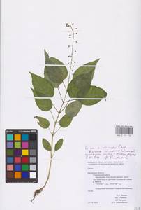 Circaea ×intermedia Ehrh., Eastern Europe, Central region (E4) (Russia)