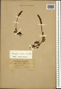 Goodyera repens (L.) R.Br., Caucasus, North Ossetia, Ingushetia & Chechnya (K1c) (Russia)