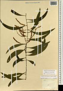 Acacia auriculiformis A.Cunn. ex Benth., South Asia, South Asia (Asia outside ex-Soviet states and Mongolia) (ASIA) (Vietnam)