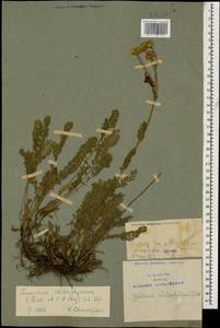 Tanacetum aureum (Lam.) Greuter, M. V. Agab. & Wagenitz, Caucasus, Azerbaijan (K6) (Azerbaijan)