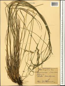 Poa longifolia Trin., Caucasus, Krasnodar Krai & Adygea (K1a) (Russia)