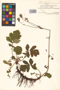 Geum rivale L., Eastern Europe, Estonia (E2c) (Estonia)