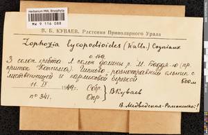 Barbilophozia lycopodioides (Wallr.) Loeske, Bryophytes, Bryophytes - European North East (B7) (Russia)