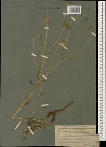 Lomelosia argentea (L.) Greuter & Burdet, Caucasus, Armenia (K5) (Armenia)