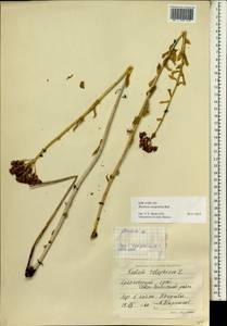 Rhodiola integrifolia, Siberia, Central Siberia (S3) (Russia)