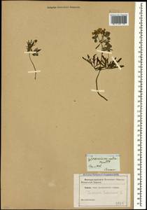Geranium tuberosum L., Caucasus (no precise locality) (K0)