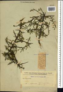 Rhamnus erythroxyloides subsp. erythroxyloides, Caucasus, Azerbaijan (K6) (Azerbaijan)