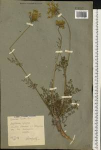 Daucus carota L., Eastern Europe, North Ukrainian region (E11) (Ukraine)