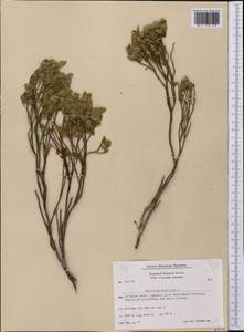 Vaccinium myrtillus L., America (AMER) (Greenland)