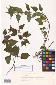 Lamium album subsp. album, Caucasus, Georgia (K4) (Georgia)
