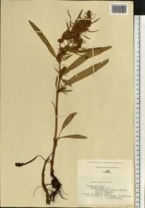 Rumex maritimus L., Eastern Europe, Central region (E4) (Russia)