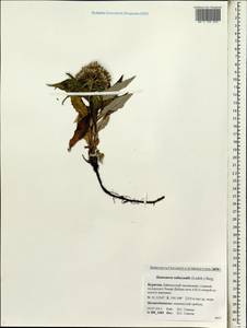 Saussurea subacaulis (Ledeb.) Serg., Siberia, Baikal & Transbaikal region (S4) (Russia)