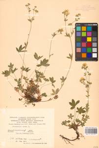 Potentilla aurea L., Eastern Europe, West Ukrainian region (E13) (Ukraine)