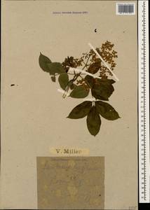 Sambucus nigra L., Caucasus, Black Sea Shore (from Novorossiysk to Adler) (K3) (Russia)