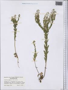 Lepidium campestre (L.) W. T. Aiton, America (AMER) (United States)