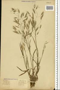 Bromus arvensis L., Eastern Europe (no precise locality) (E0) (Not classified)