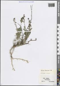 Linum tauricum Willd., Caucasus, Stavropol Krai, Karachay-Cherkessia & Kabardino-Balkaria (K1b) (Russia)