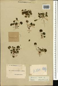 Geranium molle L., Caucasus, Black Sea Shore (from Novorossiysk to Adler) (K3) (Russia)