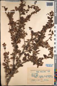 Ribes diacanthum Pall., Siberia, Baikal & Transbaikal region (S4) (Russia)