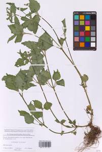 Galinsoga quadriradiata Ruiz & Pav., Eastern Europe, Moscow region (E4a) (Russia)