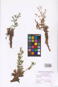 Falcaria vulgaris Bernh., Eastern Europe, Lower Volga region (E9) (Russia)