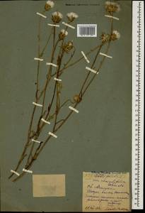 Crepis foetida subsp. rhoeadifolia (M. Bieb.) Celak., Caucasus, North Ossetia, Ingushetia & Chechnya (K1c) (Russia)