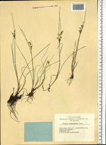 Juncus compressus Jacq., Siberia, Altai & Sayany Mountains (S2) (Russia)