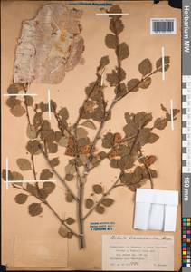 Betula tianschanica Rupr., Middle Asia, Dzungarian Alatau & Tarbagatai (M5) (Kazakhstan)