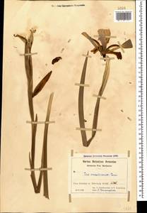 Iris spuria subsp. musulmanica (Fomin) Takht., Caucasus, Azerbaijan (K6) (Azerbaijan)