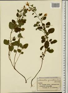 Clinopodium grandiflorum (L.) Kuntze, Caucasus (no precise locality) (K0)