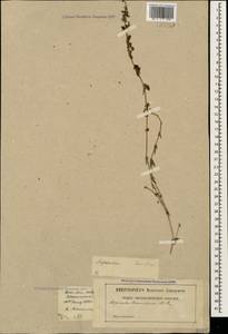 Galium humifusum M.Bieb., Caucasus, Stavropol Krai, Karachay-Cherkessia & Kabardino-Balkaria (K1b) (Russia)