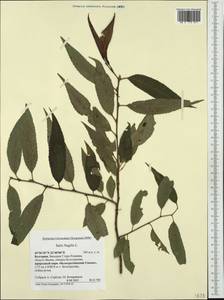 Salix fragilis L., Western Europe (EUR) (Bulgaria)