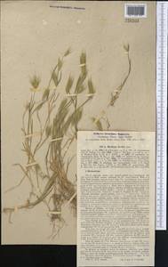 Hordeum marinum subsp. gussoneanum (Parl.) Thell., Middle Asia, Syr-Darian deserts & Kyzylkum (M7) (Uzbekistan)