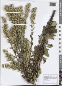 Solidago × niederederi Khek, Eastern Europe, Moscow region (E4a) (Russia)