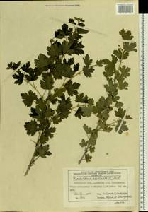 Ribes uva-crispa, Eastern Europe, Moscow region (E4a) (Russia)