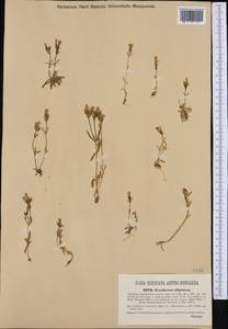 Centaurium littorale subsp. compressum (Hayne) J. Kirschner, Western Europe (EUR) (Hungary)