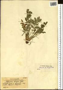 Potentilla pensylvanica L., Siberia, Altai & Sayany Mountains (S2) (Russia)