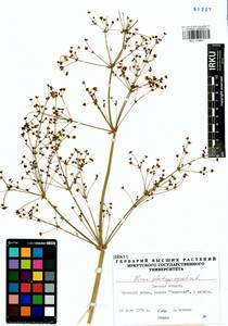 Alisma plantago-aquatica L., Siberia, Western Siberia (S1) (Russia)