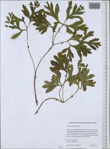 Paeonia intermedia subsp. intermedia, Middle Asia, Northern & Central Tian Shan (M4) (Kazakhstan)