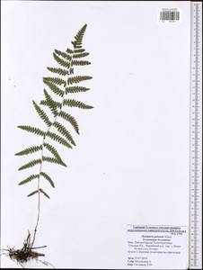 Thelypteris palustris (Salisb.) Schott, Eastern Europe, Central region (E4) (Russia)