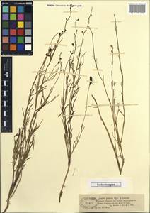 Linaria ramosa (Kar. & Kir.) Kuprian., Middle Asia, Muyunkumy, Balkhash & Betpak-Dala (M9) (Kazakhstan)