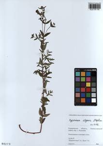 KUZ 018 150, Hypericum elegans Steph. ex Willd., Siberia, Altai & Sayany Mountains (S2) (Russia)