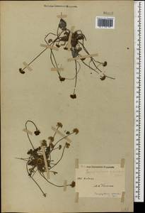 Heracleum graveolens (C. A. Mey.), Caucasus (no precise locality) (K0)