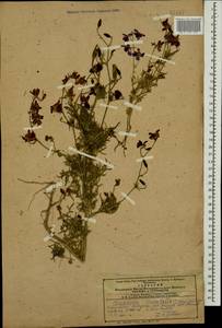 Delphinium ajacis L., Caucasus, Azerbaijan (K6) (Azerbaijan)