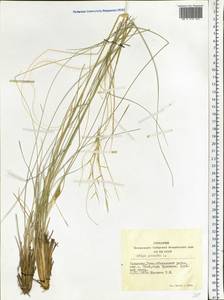 Stipa pennata L., Siberia, Altai & Sayany Mountains (S2) (Russia)