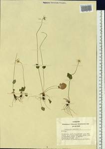 Parnassia palustris L., Siberia, Altai & Sayany Mountains (S2) (Russia)