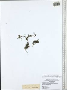 Ranunculus trichophyllus subsp. trichophyllus, Eastern Europe, Central region (E4) (Russia)