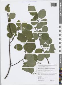 Salix pyrolifolia Ledeb., Siberia, Baikal & Transbaikal region (S4) (Russia)