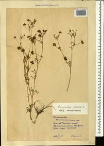Ranunculus arvensis L., Caucasus, Krasnodar Krai & Adygea (K1a) (Russia)